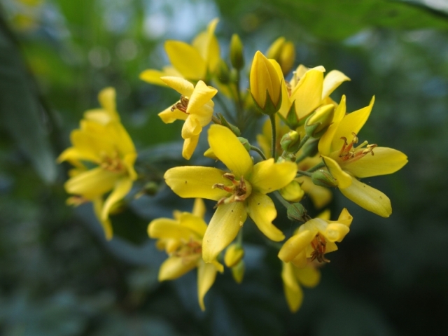 Da Plitvice: Lysimachia vulgaris (Primulaceae)